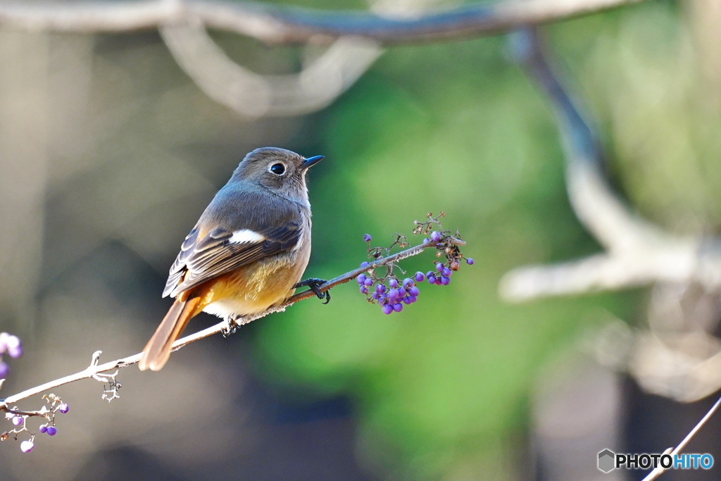 ムラサキシキブにジョウビタキ