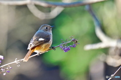 ムラサキシキブにジョウビタキ