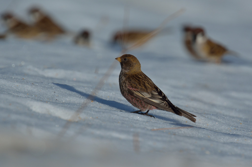 雪上のハギマシコ