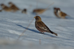 雪上のハギマシコ