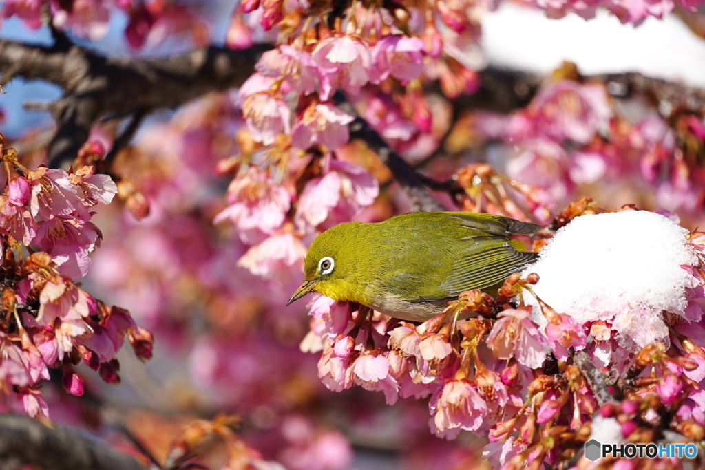 雪見メジロ