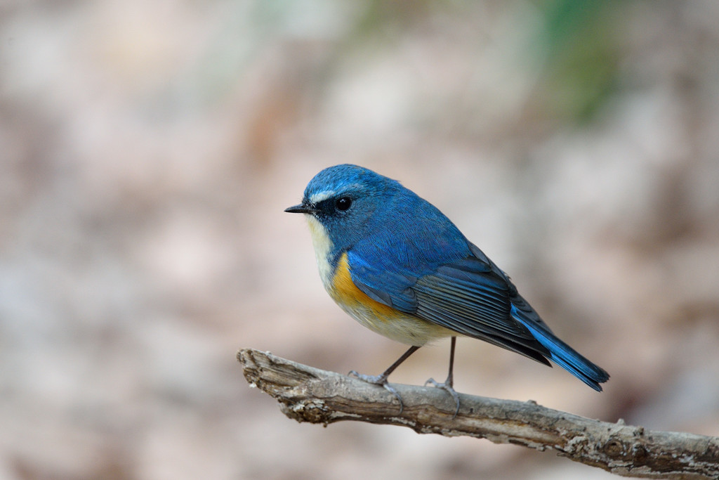 瑠璃色の貴公子