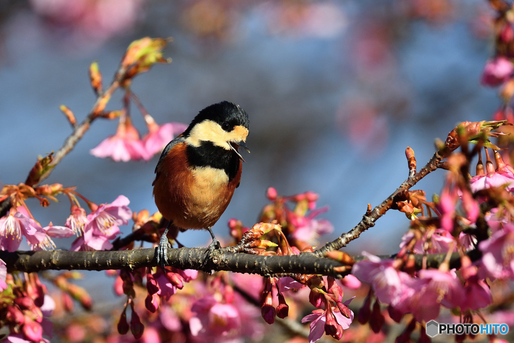 春めく