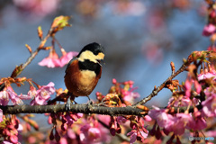 春めく
