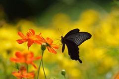 キバナコスモスで