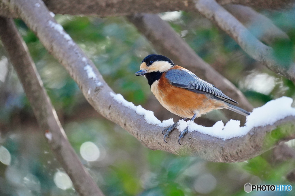 厳冬期のヤマガラ