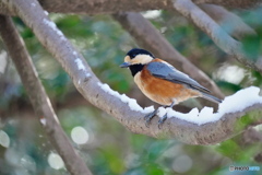 厳冬期のヤマガラ