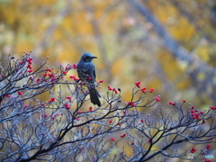 ハナミズキにて