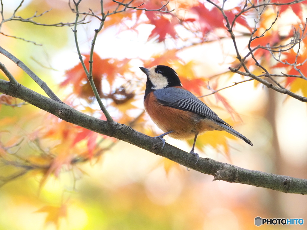 紅葉を愛でる