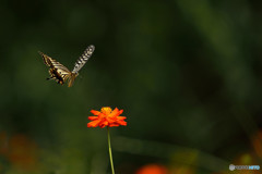 LANDING