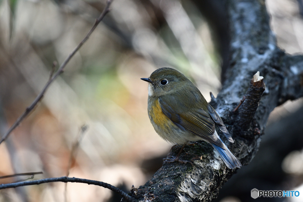 木洩れ日の散歩道