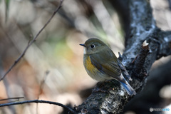 木洩れ日の散歩道