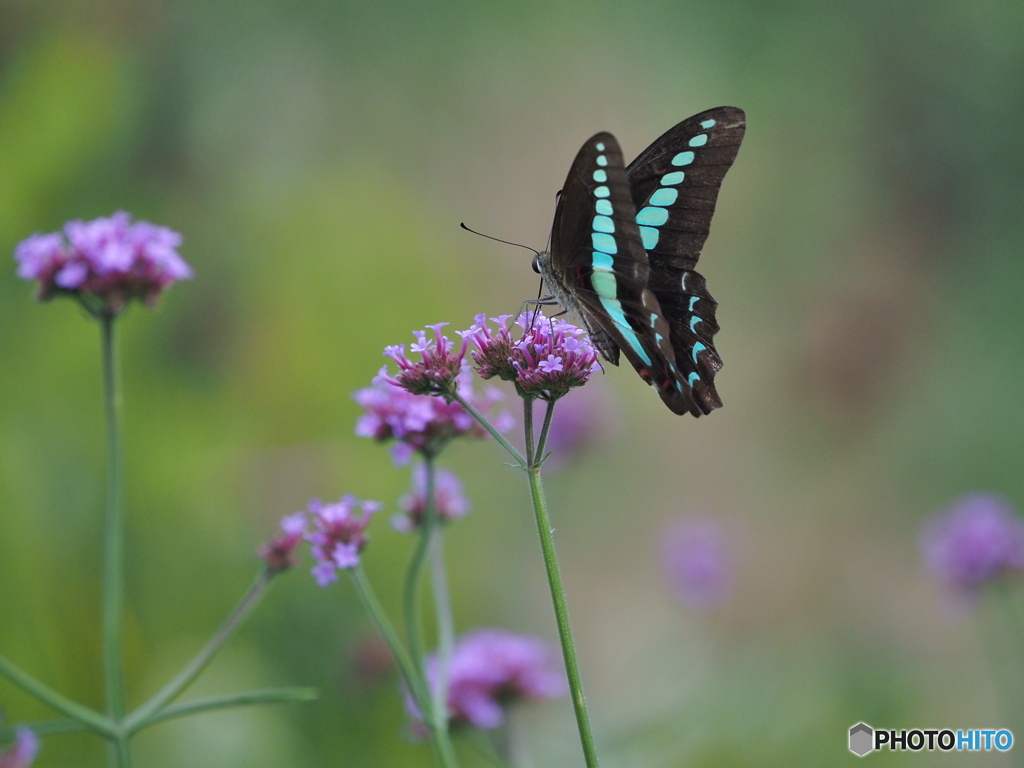 三尺バーベナにアオスジアゲハ