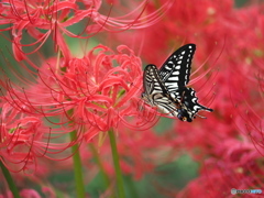 彼岸花にアゲハチョウ