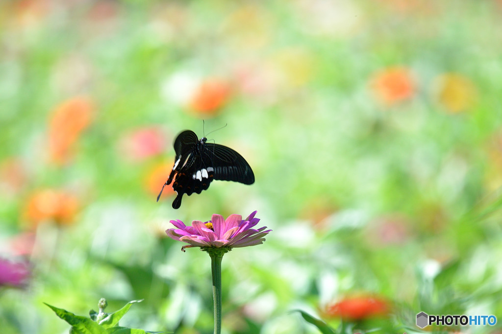 ジニア畑のモンキアゲハ