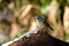 残雪とルリビタキ