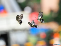アゲハチョウの求愛