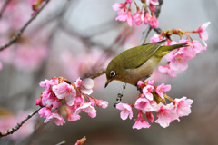 河津桜メジロ