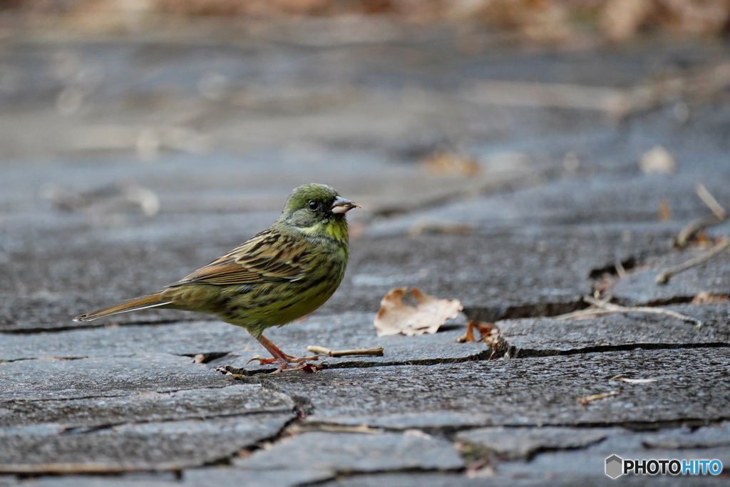 カッコいいアオジ君
