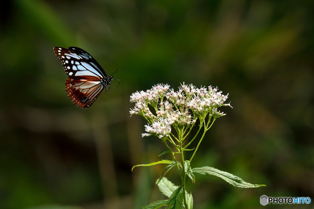 LANDING