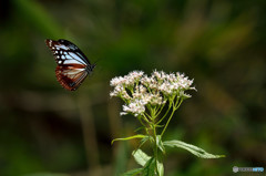 LANDING