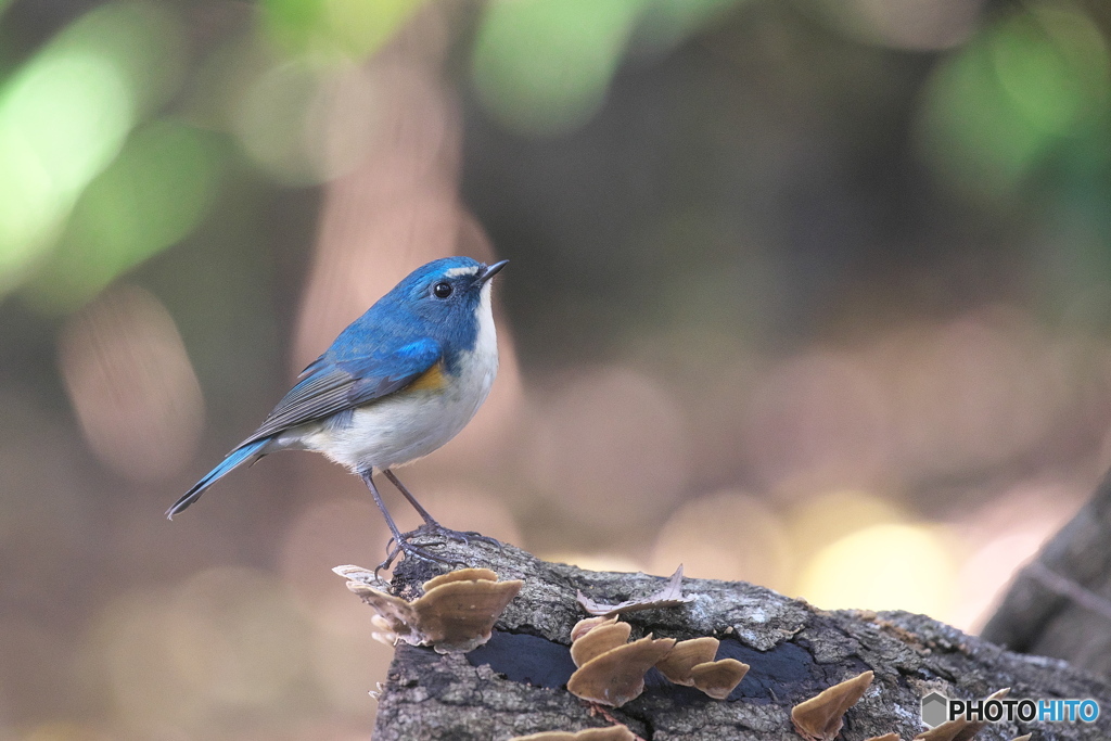 木漏れ日の中で