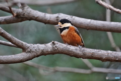 可愛いヤマガラさん