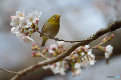 ソメイヨシノに