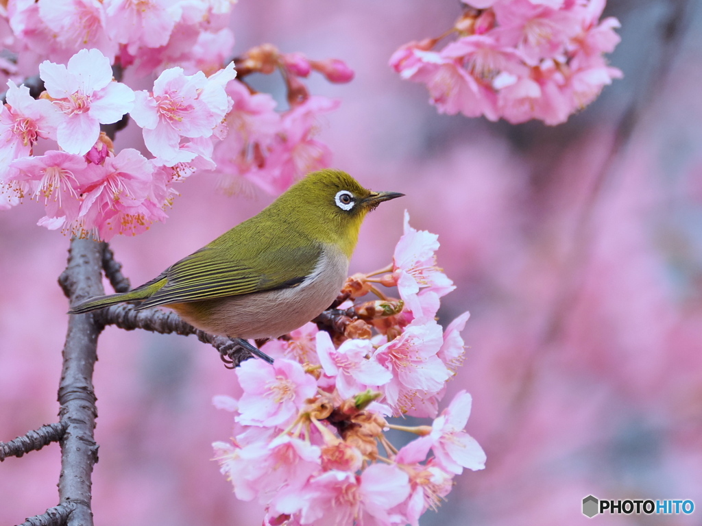 河津桜にメジロ