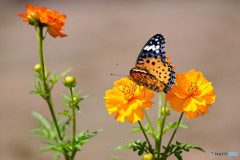 キバナコスモスで