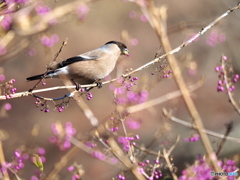 ムラサキシキブにて