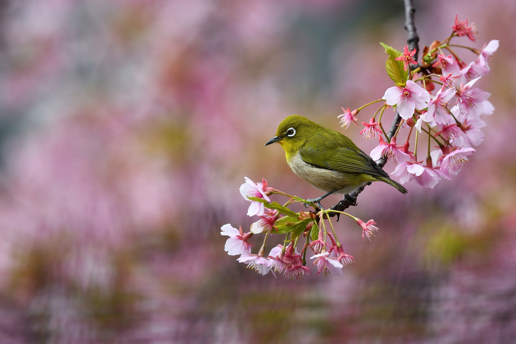河津桜にメジロ