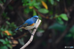 青い鳥