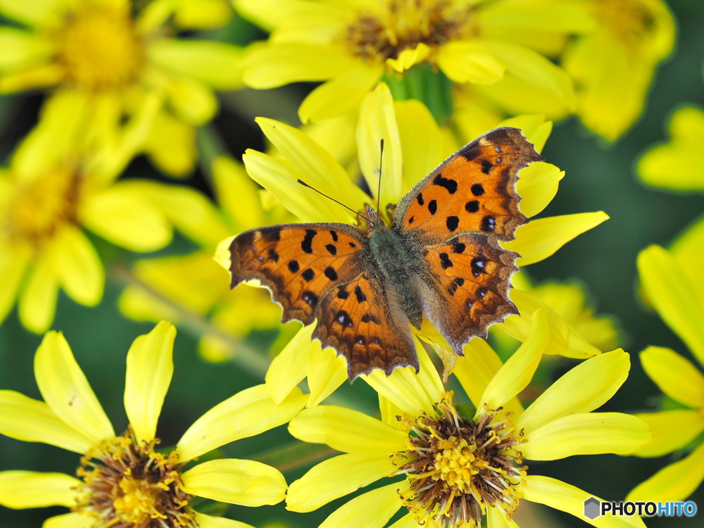 ツワブキとキタテハ