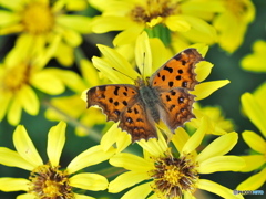 ツワブキとキタテハ
