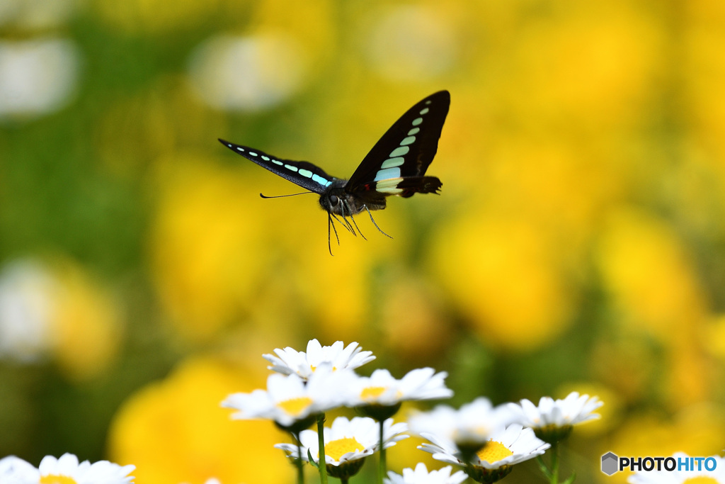 fly away