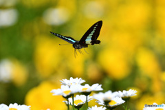 fly away