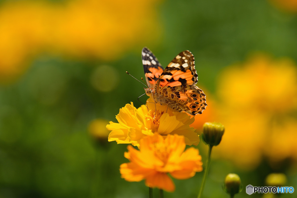 キバナコスモスにヒメアカタテハ