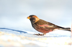 雪原のハギマシコ