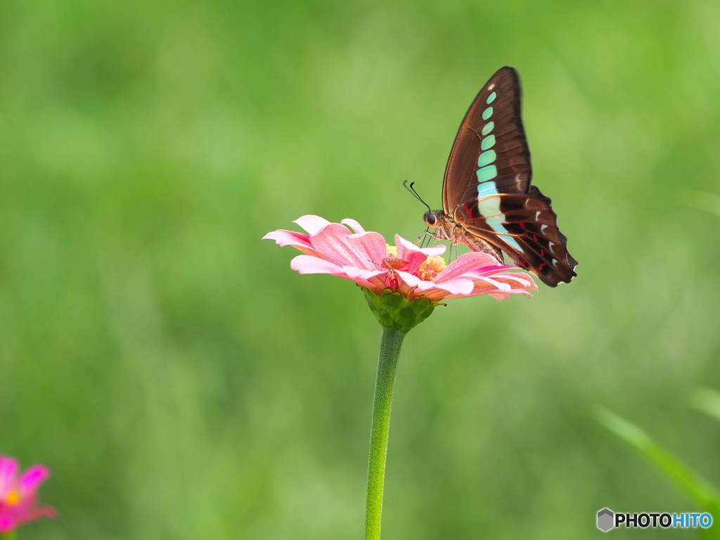 ジニアとアオスジアゲハ