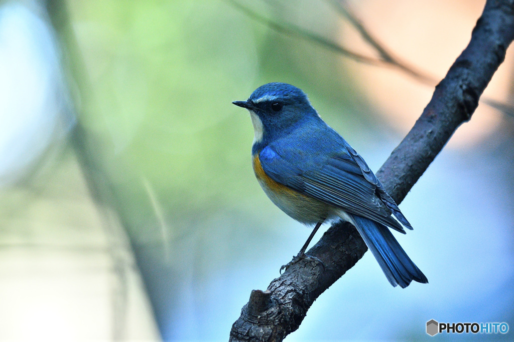 青い鳥