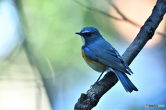 青い鳥