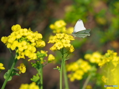 菜の花にモンシロチョウ