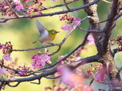 春本番