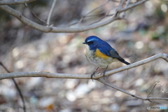 立春のルリ男君