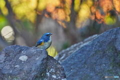 ゆるやかな時間