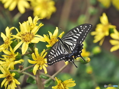希望をもって 希望をもって