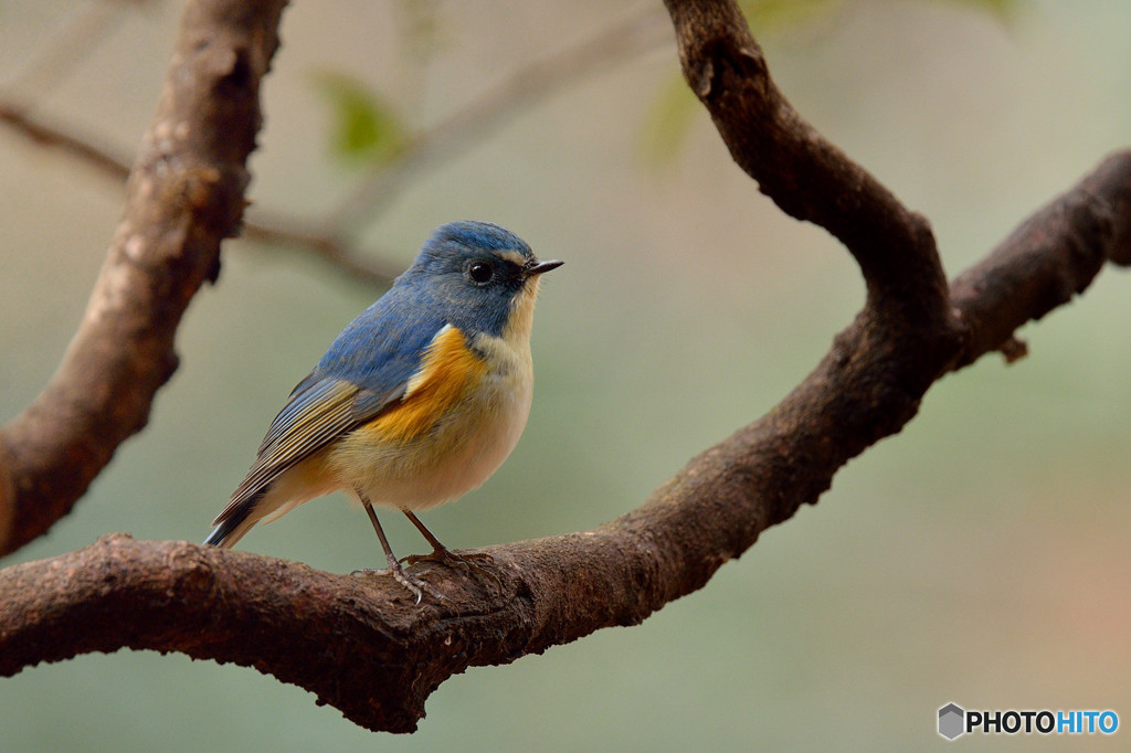 瑠璃色の貴公子