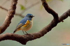 瑠璃色の貴公子