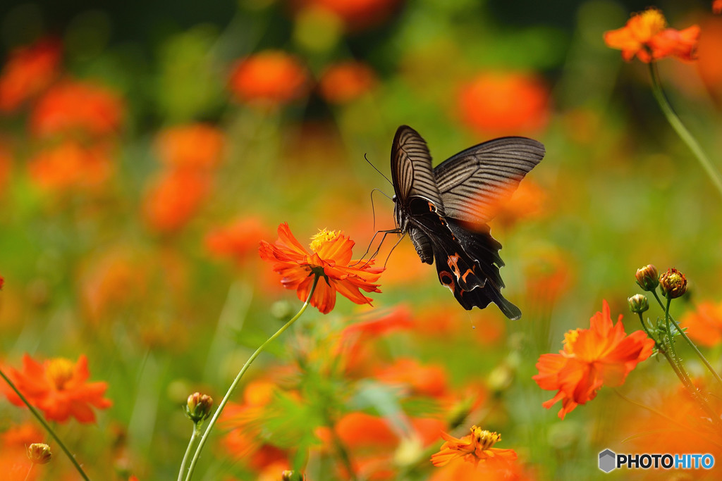 キバナコスモスに